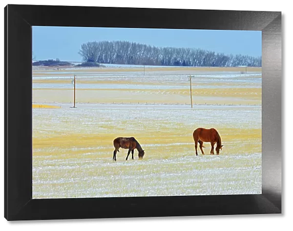 Horses grazing in field in winter, Alberta, Canada