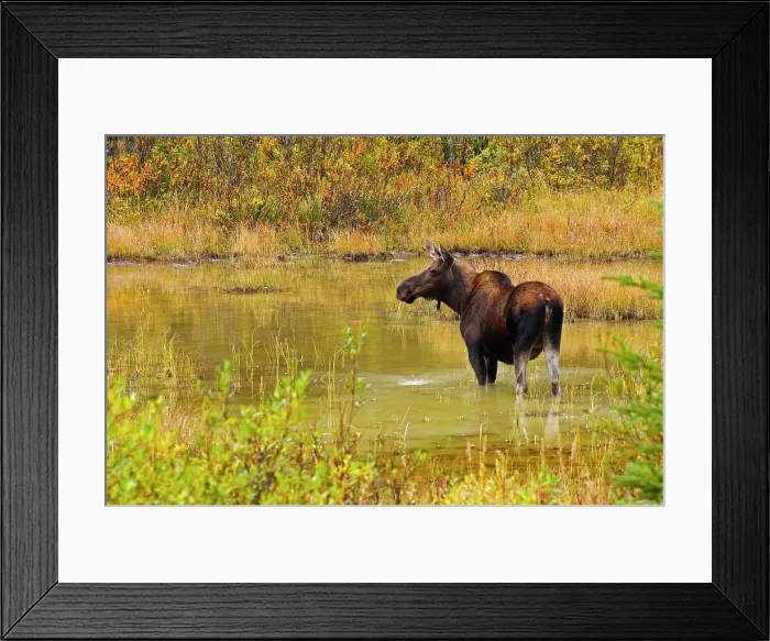 Framed Print : Moose (Alces alces) in pond in Kananaskis Country, Alberta, Canada Framed Print : Moose (Alces alces) in pond in Kananaskis Country, Alberta, Canada