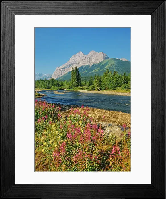 Framed Print : Fireweed (Epilobium sp. ) along the Kananaskis River and the Canadian Rockies, Kananaskis Country, Alberta, Canada Framed Print : Fireweed (Epilobium sp. ) along the Kananaskis River and the Canadian Rockies, Kananaskis Country, Alberta, Canada