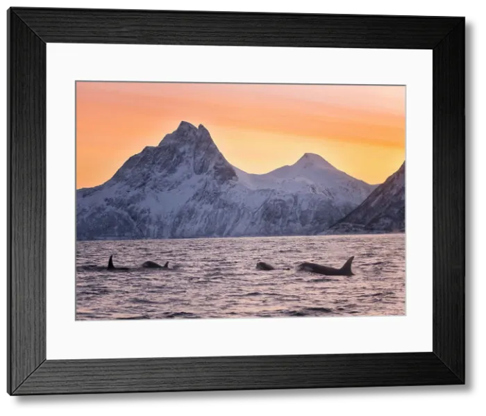 Framed Print : A pod of orcas swim at dawn, in Medfjord sea, Mefjordvaer, Senja Island, Norway Framed Print : A pod of orcas swim at dawn, in Medfjord sea, Mefjordvaer, Senja Island, Norway