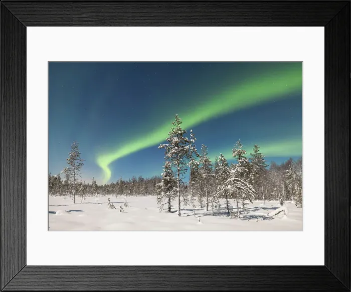 Framed Print : trees covered with snow in the arctic forest under the Northern Lights, Lapland, Finland Framed Print : trees covered with snow in the arctic forest under the Northern Lights, Lapland, Finland