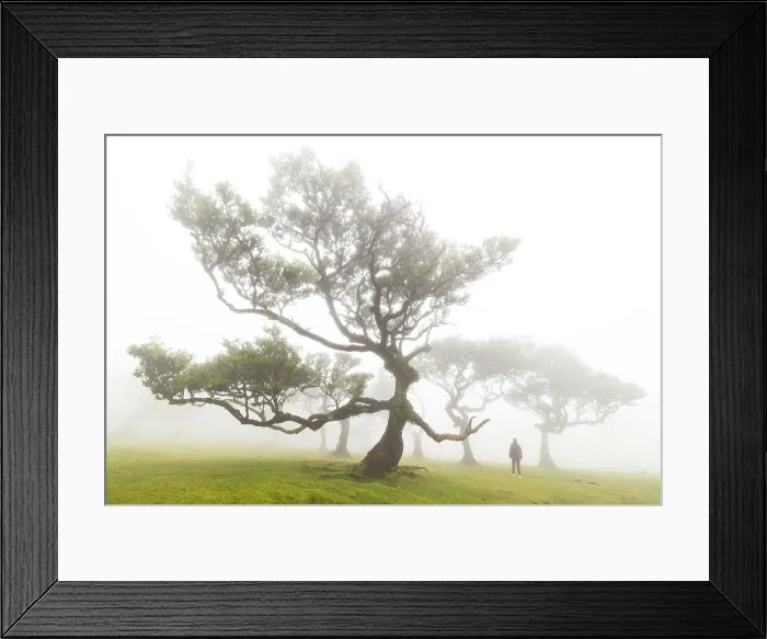 Framed Print : Fanal Forest & laurisilva trees, Porto Moniz, Madeira, Portugal Framed Print : Fanal Forest & laurisilva trees, Porto Moniz, Madeira, Portugal