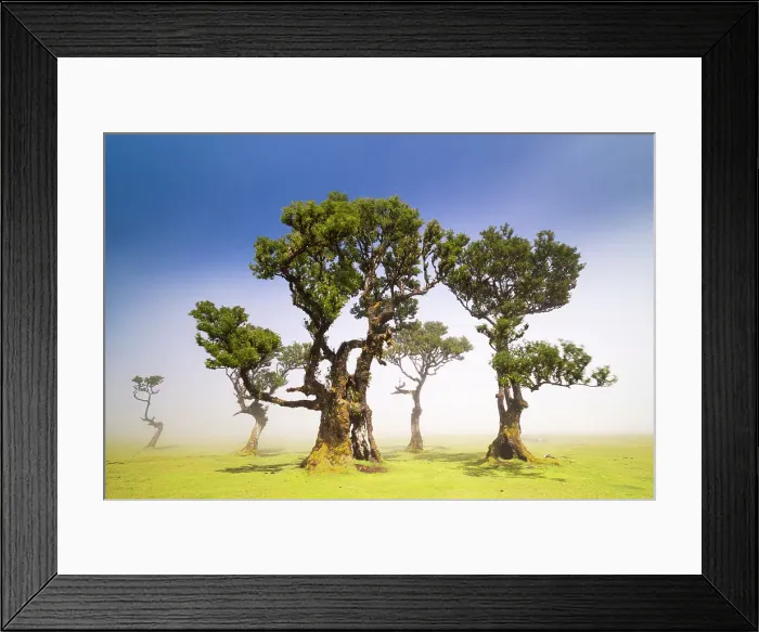 Framed Print : Fanal Forest & laurisilva trees, Porto Moniz, Madeira, Portugal Framed Print : Fanal Forest & laurisilva trees, Porto Moniz, Madeira, Portugal