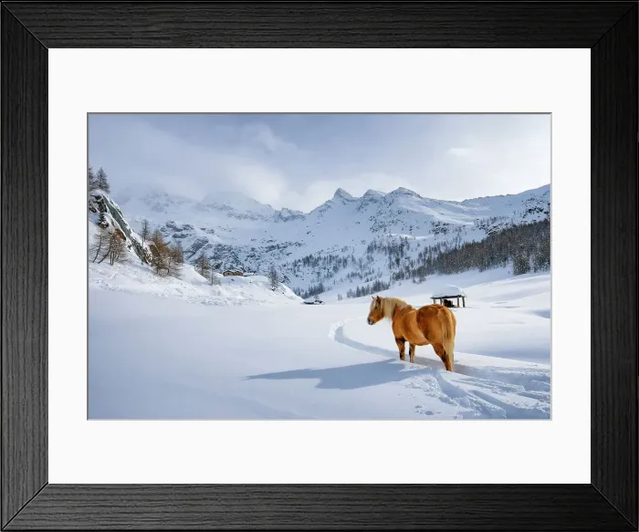 Framed Print : Horse into the snow in Cheneil, Valtournenche, Aosta Valley, Italy Framed Print : Horse into the snow in Cheneil, Valtournenche, Aosta Valley, Italy
