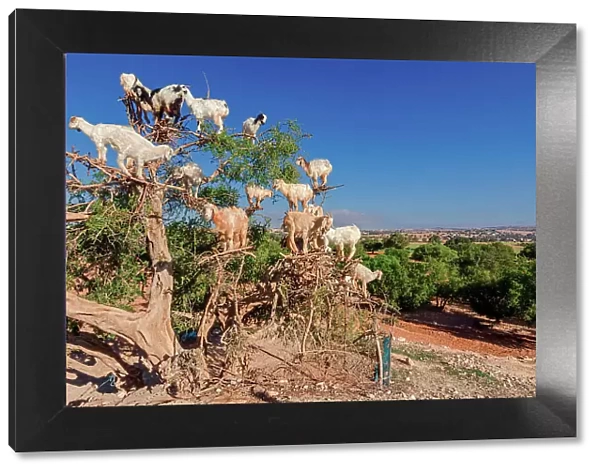 Goats on Argan Tree, Essaouira, Morocco, Africa