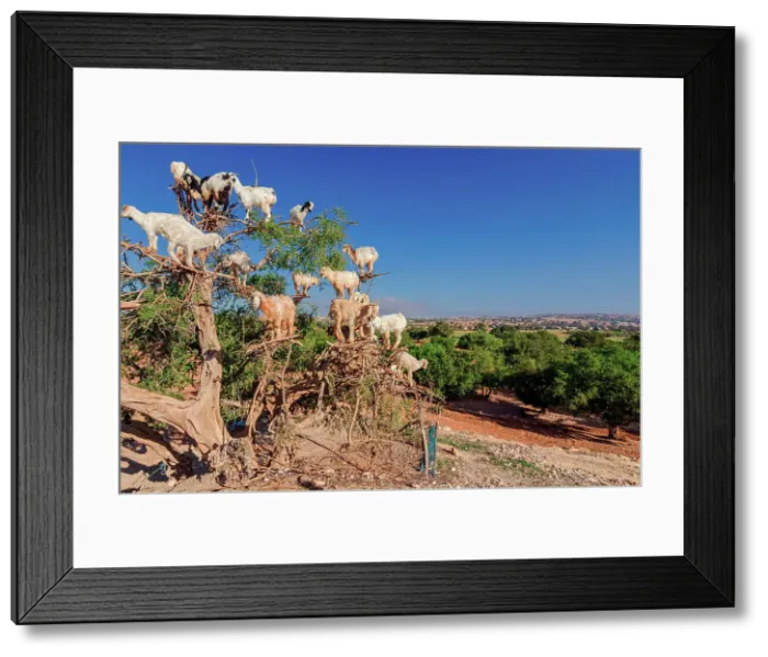Framed Print : Goats on Argan Tree, Essaouira, Morocco, Africa Framed Print : Goats on Argan Tree, Essaouira, Morocco, Africa
