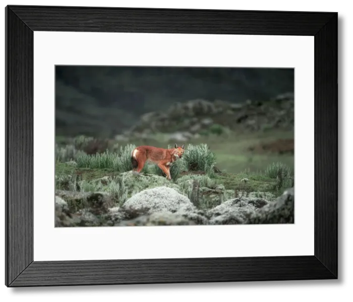 Framed Print : Ethiopian wolf (Canis simensis), also called the Simien jackal and Simien fox, Bale Mountains National Park, Ethiopia Framed Print : Ethiopian wolf (Canis simensis), also called the Simien jackal and Simien fox, Bale Mountains National Park, Ethiopia