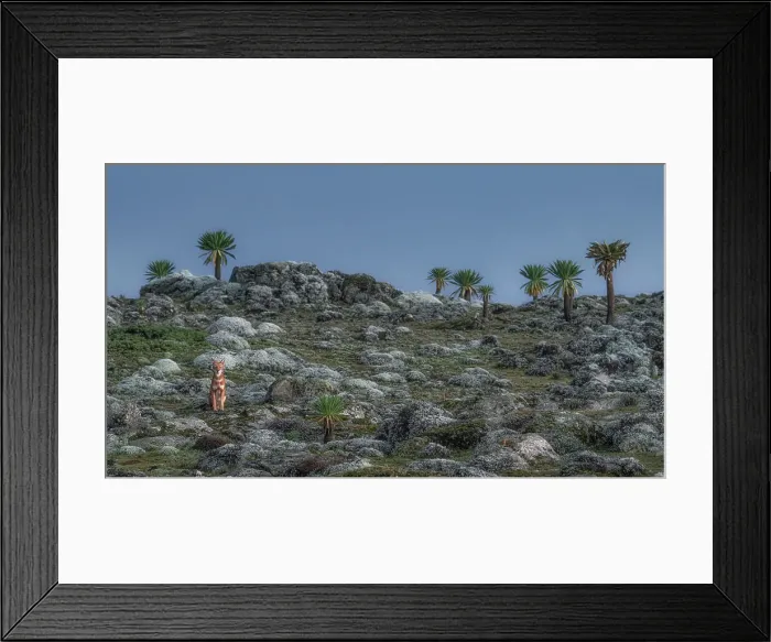 Framed Print : Ethiopian wolf (Canis simensis), also called the Simien jackal and Simien fox, Bale Mountains National Park, Ethiopia Framed Print : Ethiopian wolf (Canis simensis), also called the Simien jackal and Simien fox, Bale Mountains National Park, Ethiopia