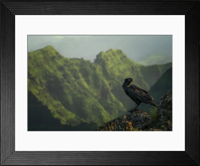 Framed Print : Thick-billed Ravens in Simien mountains, Ethiopia Framed Print : Thick-billed Ravens in Simien mountains, Ethiopia