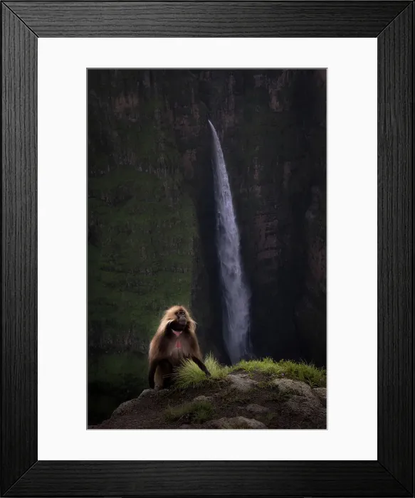 Framed Print : gelada (Theropithecus gelada), sometimes called the bleeding-heart monkey or the gelada baboon in the Simien Mountains National Park, Ethiopia