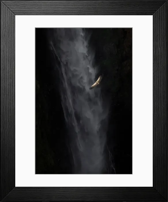 Framed Print : Ruppell's vulture (Gyps rueppelli), also called Ruppell's griffon vulture in front of Jinbar waterfalls, Simien Mountains National Park, Ethiopia Framed Print : Ruppell's vulture (Gyps rueppelli), also called Ruppell's griffon vulture in front of Jinbar waterfalls, Simien Mountains National Park, Ethiopia