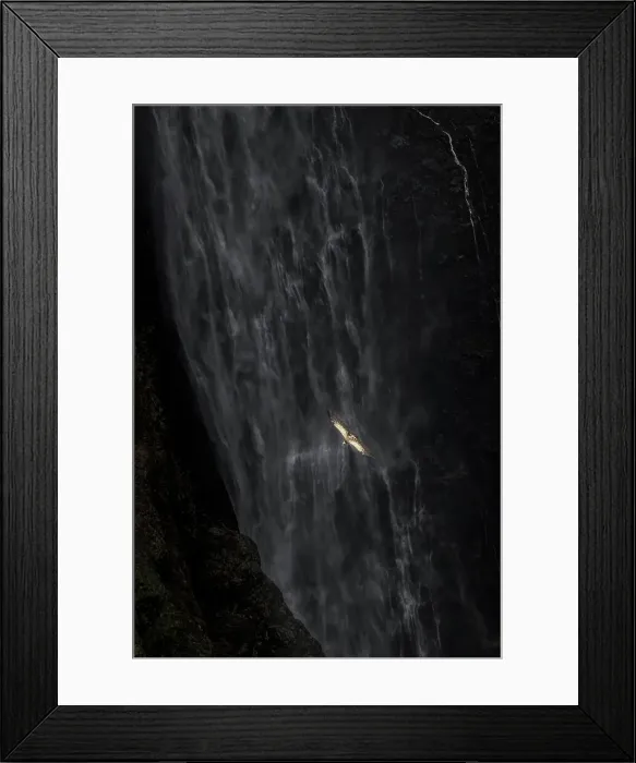 Framed Print : Ruppell's vulture (Gyps rueppelli), also called Ruppell's griffon vulture in front of Jinbar waterfalls, Simien Mountains National Park, Ethiopia Framed Print : Ruppell's vulture (Gyps rueppelli), also called Ruppell's griffon vulture in front of Jinbar waterfalls, Simien Mountains National Park, Ethiopia