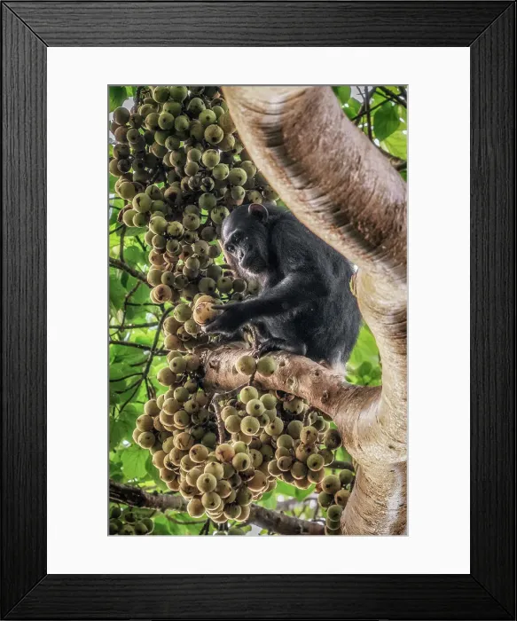 Framed Print : Wild chimp eating figs in kibale forest national park, Uganda Framed Print : Wild chimp eating figs in kibale forest national park, Uganda
