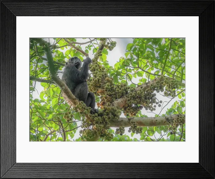 Framed Print : Wild chimp eating figs in kibale forest national park, Uganda