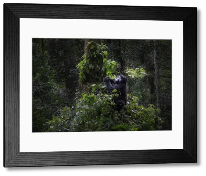 Framed Print : Mountain gorilla in Bwindi Impenetrable Forest, Uganda Framed Print : Mountain gorilla in Bwindi Impenetrable Forest, Uganda
