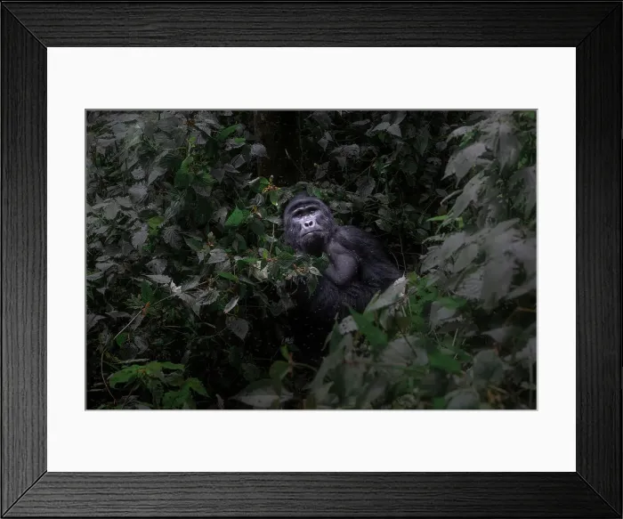 Framed Print : Mountain gorilla in Bwindi Impenetrable Forest, Uganda Framed Print : Mountain gorilla in Bwindi Impenetrable Forest, Uganda