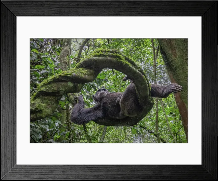 Framed Print : Wild chimp in Kibale forest national park, Uganda Framed Print : Wild chimp in Kibale forest national park, Uganda