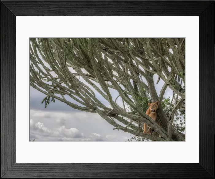 Framed Print : Tree climbing lion in Queen Elizabeth national park, Uganda Framed Print : Tree climbing lion in Queen Elizabeth national park, Uganda