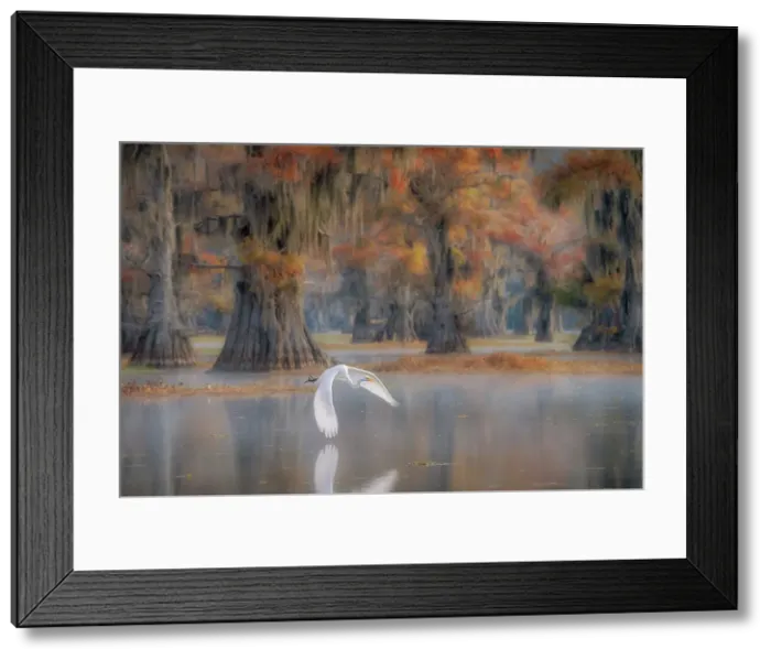 Framed Print : great egret (Ardea alba), also known as the common egret, large egret, great white egret or great white heron in Lake Caddo, Texas, USA Framed Print : great egret (Ardea alba), also known as the common egret, large egret, great white egret or great white heron in Lake Caddo, Texas, USA