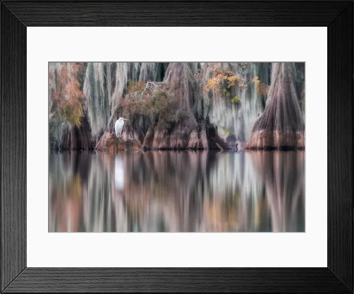 Framed Print : Great egret (Ardea alba), also known as the common egret or great white heron in Lake Martin, Louisiana, USA Framed Print : Great egret (Ardea alba), also known as the common egret or great white heron in Lake Martin, Louisiana, USA