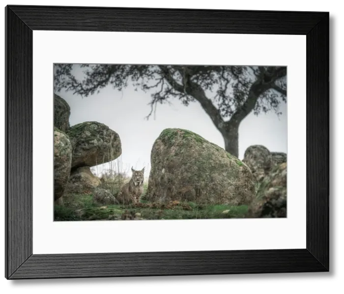 Framed Print : Iberian lynx in Sierra de Andujar, Andalucia, Spain Framed Print : Iberian lynx in Sierra de Andujar, Andalucia, Spain