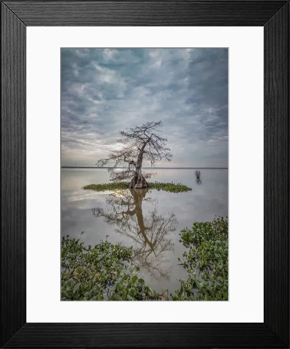 Framed Print : Lonely cypress in Lake Fausse Pointe, Louisiana, USA Framed Print : Lonely cypress in Lake Fausse Pointe, Louisiana, USA