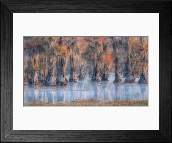 Framed Print : Bald cypress in autumn colors in Caddo Lake, Texas, USA Framed Print : Bald cypress in autumn colors in Caddo Lake, Texas, USA
