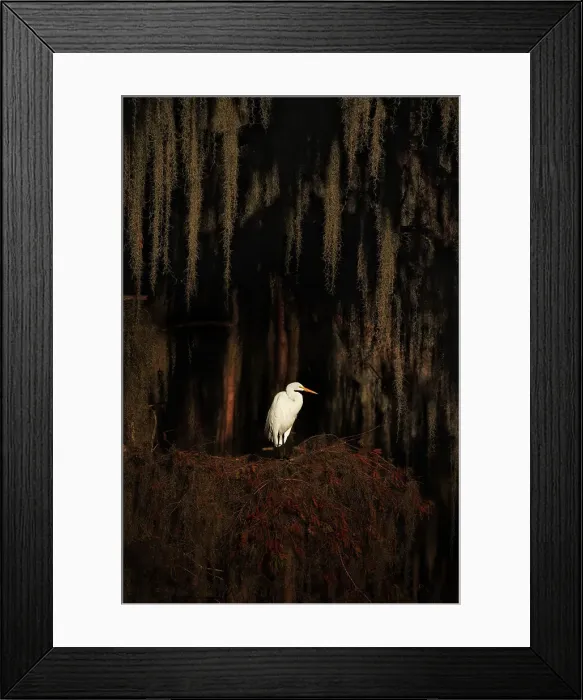 Framed Print : Great egret in Caddo Lake, Texas, USA