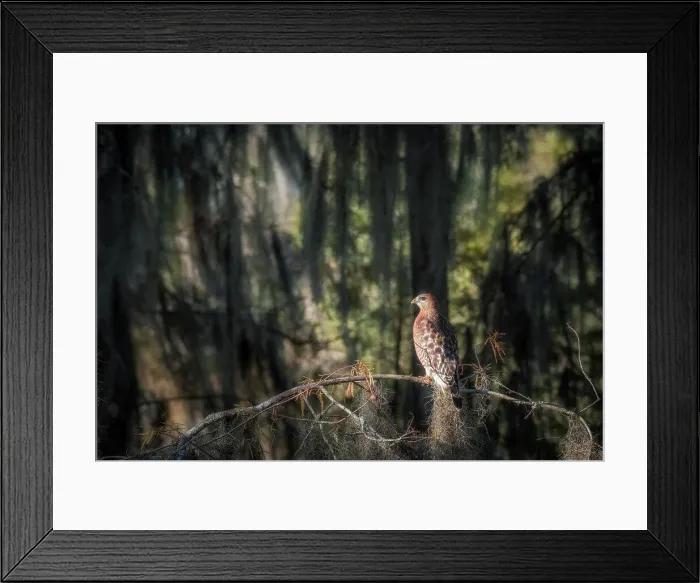 Framed Print : Red-shouldered hawk (Buteo lineatus) in Lake Martin, Louisiana, USA Framed Print : Red-shouldered hawk (Buteo lineatus) in Lake Martin, Louisiana, USA