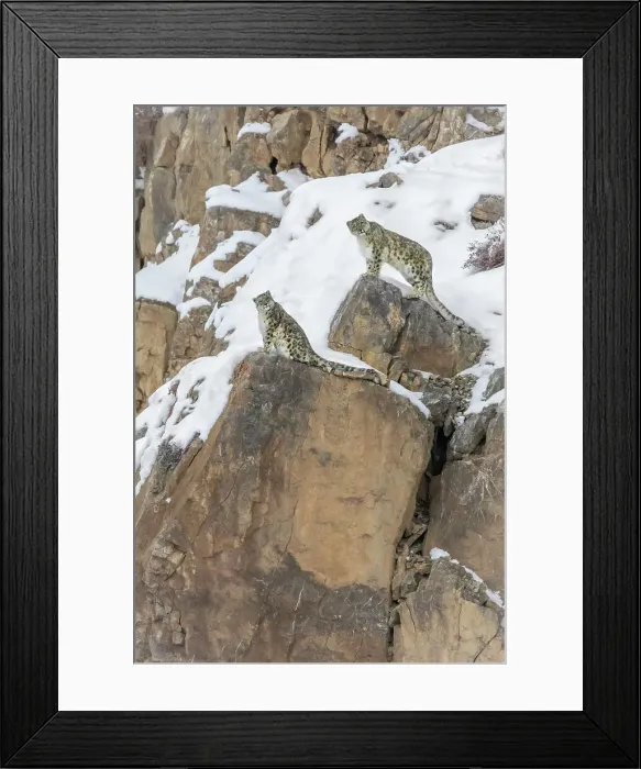Framed Print : A pair of snow leopards in Spiti Valley, Himachal Pradesh, India Framed Print : A pair of snow leopards in Spiti Valley, Himachal Pradesh, India