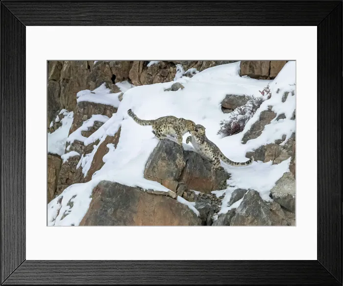 Framed Print : A pair of snow leopards fighting in Spiti Valley, Himachal Pradesh, India Framed Print : A pair of snow leopards fighting in Spiti Valley, Himachal Pradesh, India