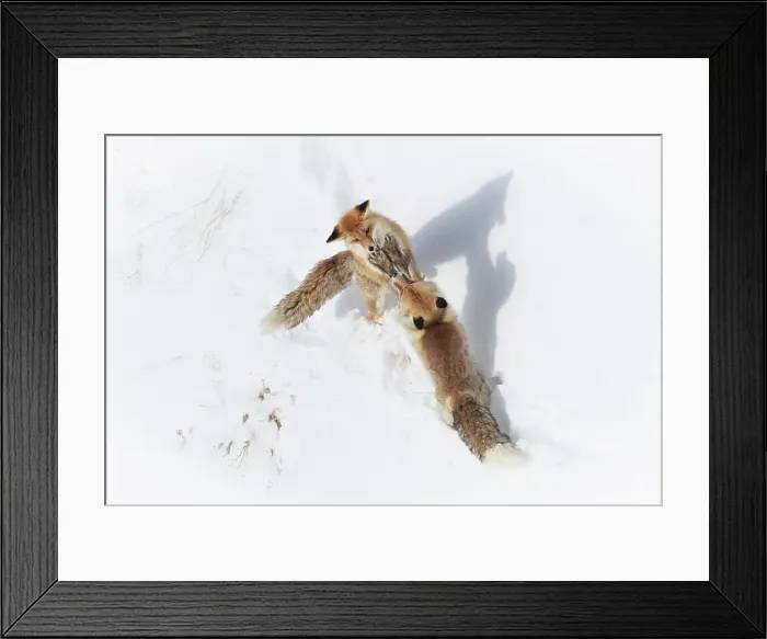 Framed Print : Red foxes fighting in Spiti Valley, Himachal Pradesh, india Framed Print : Red foxes fighting in Spiti Valley, Himachal Pradesh, india