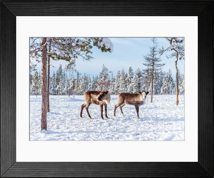 Framed Print : Two reindeer in the arctic forest, Norrbotten, Lapland, Sweden, Scandinavia Framed Print : Two reindeer in the arctic forest, Norrbotten, Lapland, Sweden, Scandinavia