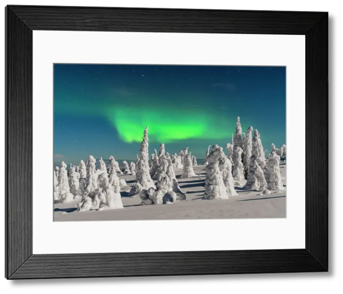 Framed Print : Dramatic night sky with Northern Lights over frozen trees covered with snow, Riisitunturi National Park, Posio, Lapland, Finland Framed Print : Dramatic night sky with Northern Lights over frozen trees covered with snow, Riisitunturi National Park, Posio, Lapland, Finland