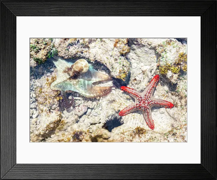 Framed Print : Close up of starfish and octopus underwater on coral reef, Zanzibar, Tanzania Framed Print : Close up of starfish and octopus underwater on coral reef, Zanzibar, Tanzania