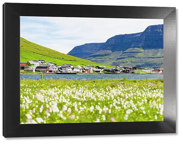 Fishing village of Hvannasund framed by wildflowers in bloom covering the green meadows, Bordoy island, Faroe Island