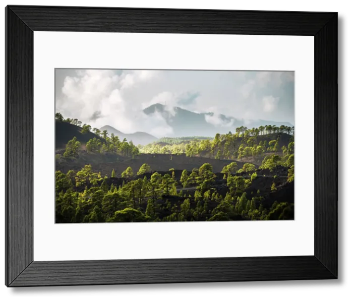 Framed Print : Teide caldera with clouds and trees. Tenerife, Canary Islands, Spain Framed Print : Teide caldera with clouds and trees. Tenerife, Canary Islands, Spain
