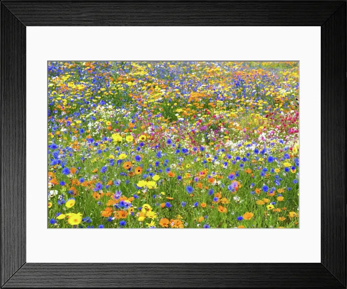 Framed Print : Wildflower meadow, London, England Framed Print : Wildflower meadow, London, England