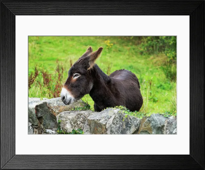 Framed Print : Ireland, Co. Kerry, Dingle, Slea Head, Donkey behind traditional stone wall Framed Print : Ireland, Co. Kerry, Dingle, Slea Head, Donkey behind traditional stone wall