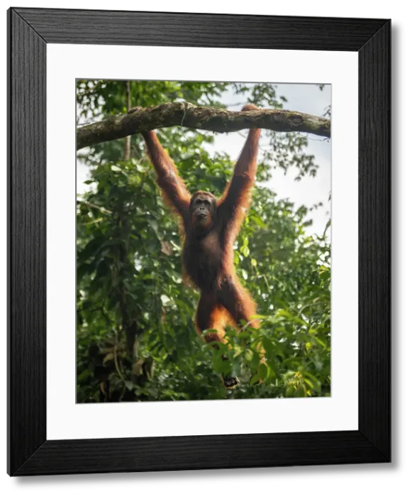Framed Print : Orangutan at Semenggoh Wildlife Rehabilitation Center, Sarawak, Borneo, Malaysia, Asia Framed Print : Orangutan at Semenggoh Wildlife Rehabilitation Center, Sarawak, Borneo, Malaysia, Asia
