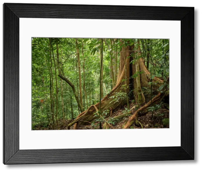 Framed Print : Rainforest, Santubong, Sarawak, Borneo, Malaysia, Asia Framed Print : Rainforest, Santubong, Sarawak, Borneo, Malaysia, Asia