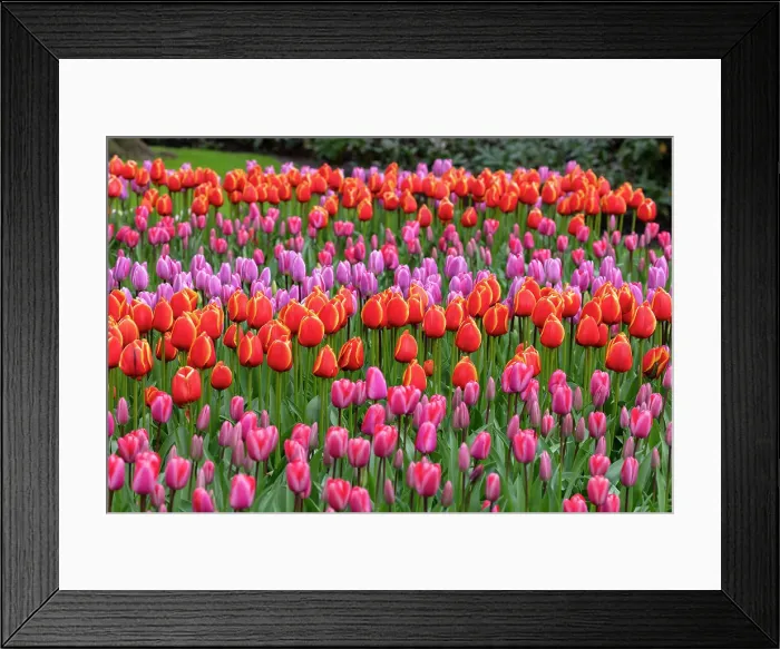 Framed Print : Tulips in Keukenhof gardens, Lisse, North Holland, Netherlands