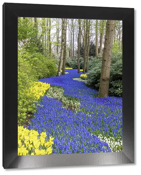 An alley of grape hyacinths and daffodils in Keukenhof gardens, Lisse, North Holland, Netherlands