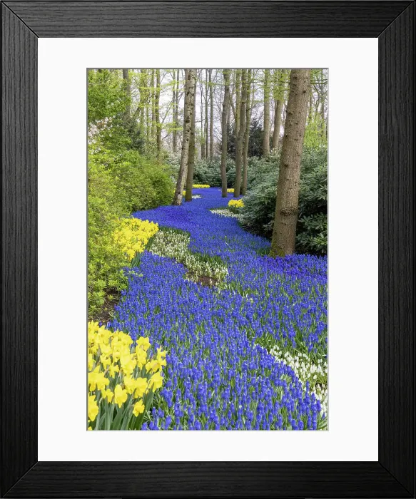 Framed Print : An alley of grape hyacinths and daffodils in Keukenhof gardens, Lisse, North Holland, Netherlands Framed Print : An alley of grape hyacinths and daffodils in Keukenhof gardens, Lisse, North Holland, Netherlands