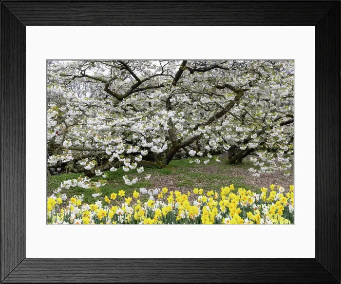 Framed Print : Spring blossom and daffodils in the Keukenhof gardens, Lisse, North Holland, Netherlands Framed Print : Spring blossom and daffodils in the Keukenhof gardens, Lisse, North Holland, Netherlands