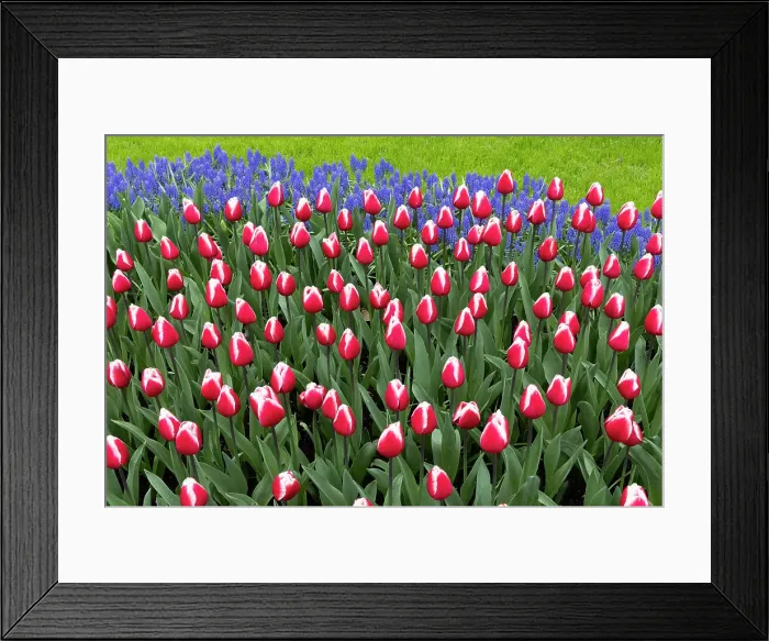 Framed Print : Tulips and hyacinths in the Keukenhof gardens, Lisse, North Holland, Netherlands Framed Print : Tulips and hyacinths in the Keukenhof gardens, Lisse, North Holland, Netherlands