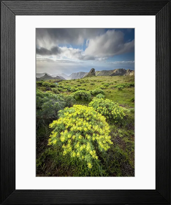 Framed Print : Wild landscape with Euphorbia and agave near Barranco del Cabrito, La Gomera, Canary Islands, Spain Framed Print : Wild landscape with Euphorbia and agave near Barranco del Cabrito, La Gomera, Canary Islands, Spain
