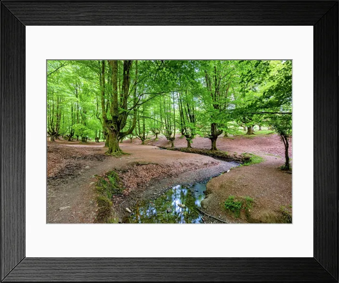 Framed Print : Spain, Basque Country, Otzarreta Beech forest, Natural Park Framed Print : Spain, Basque Country, Otzarreta Beech forest, Natural Park