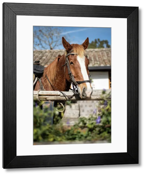 Framed Print : Horses and stables at Hacienda Zuleta, Imbabura, Ecuador