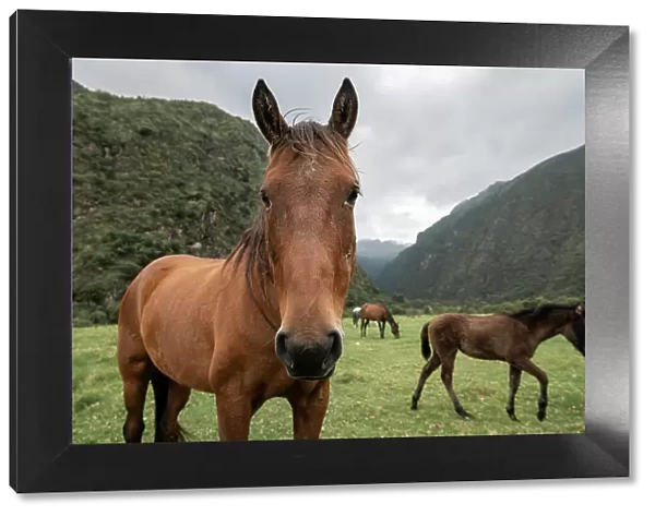 Horses at Hacienda Zuleta, Imbabura, Ecuador
